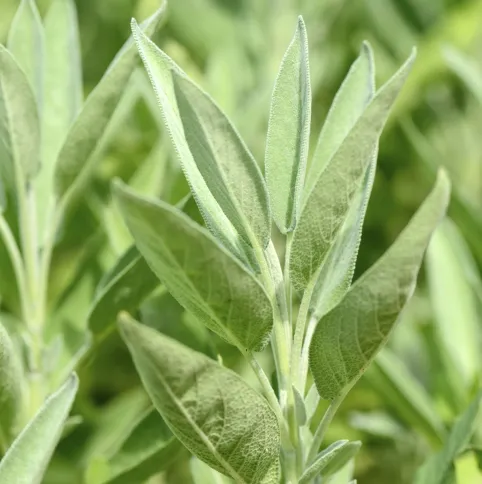Sage  3
